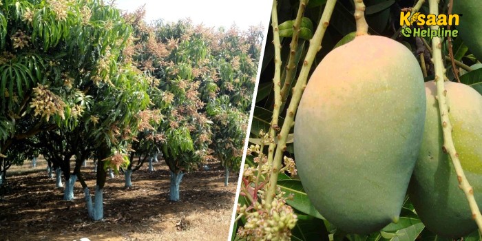 दिसम्बर-जनवरी माह में आम के बाग में किये जाने वाले प्रमुख कृषि कार्य, जो निर्धारित करेंगे की आम में कितने मंजर होंगे एवं उनकी गुणवक्ता क्या होगी ?